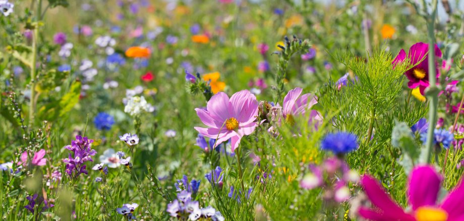 Bunte blühende Sommerwiese mit Wildblumen für Bienen und Insek