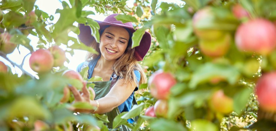 Beautiful young woman picking apples on a farm. Happy farmer grabbing an apple in an orchard. Fresh fruit produce growing in a field on farmland. The agricultural industry produces in harvest season